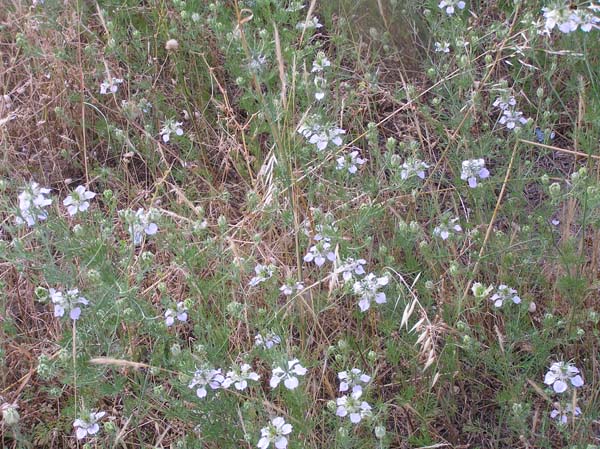 Nigella arvensis / Damigella campestre